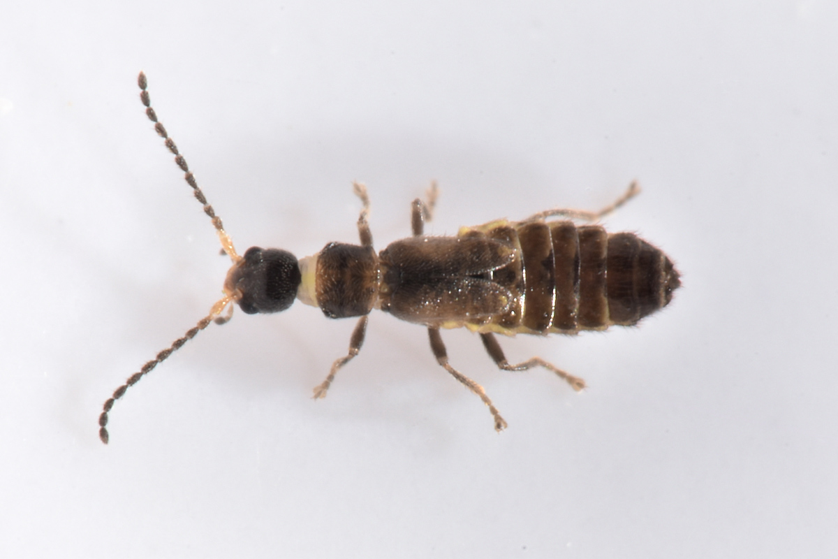 Cantharidae: Malthodes lobatus,  femmina